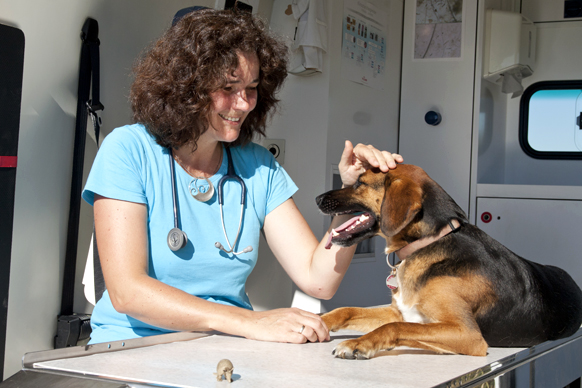 Dr. Küther bei der Behandlung eines Hundes