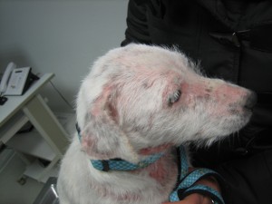Zink-reaktive-Dermatose bei einem Jack-Russel-Terrier